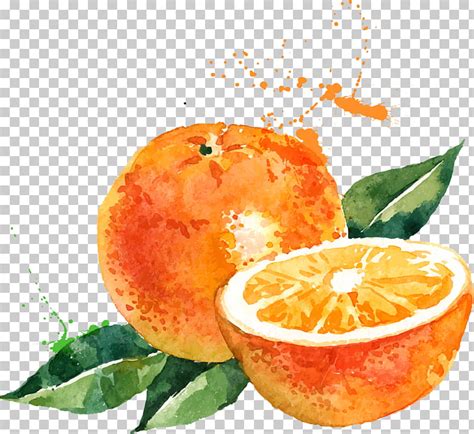 Watercolor Orange Clipart 10 Free Cliparts Download Images On