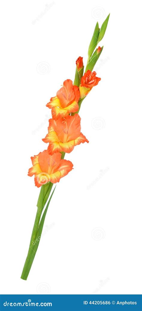 Orange Gladiolus Stock Photo Image Of Color Fragility 44205686