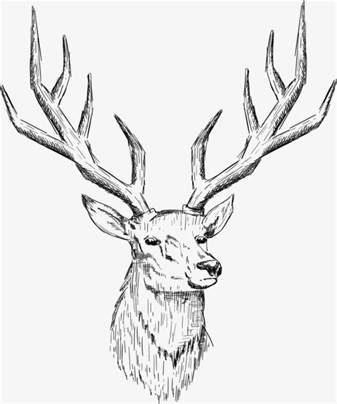 Easy Deer Head Drawing At Getdrawings Free Download