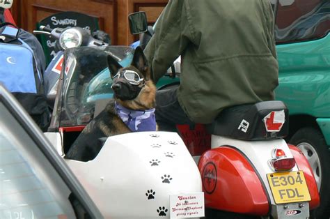 Poppys Its A Dogs Life Cool Biker Dog And Doggles