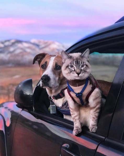Meet Henry And Baloo The Cat And Dog Duo Hiking Through Life Dogs
