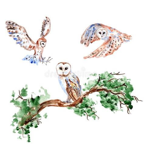 Watercolor Cute Barn Owls Sitting On Branch Flying Painting