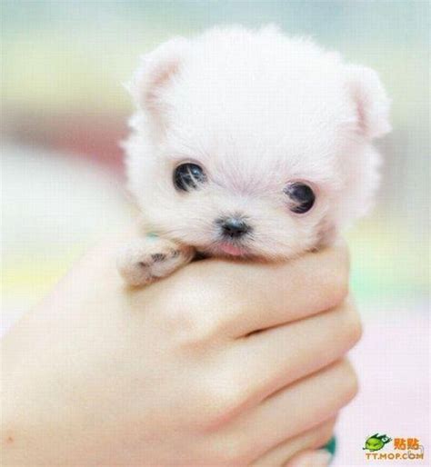 Dogs That Stay Small Baby Animals Cute Dogs Puppy Dog Pictures