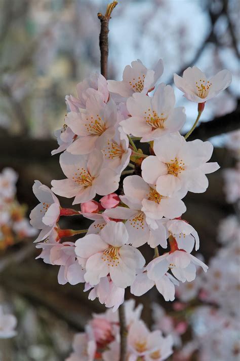 Cherry (Prunus cerasus) - Zonda