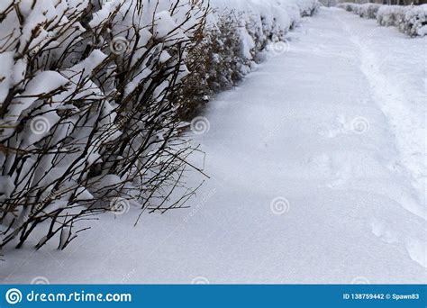 Footpath In The Snow White Snow Of The City Park Stock Photo Image Of