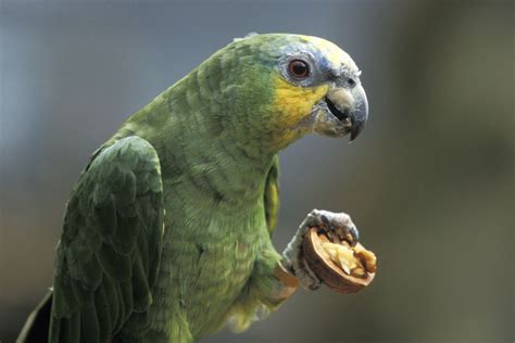 Five Types Of Talking Parrots