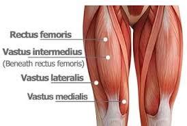 Although they're very light, bones are strong enough. Quadriceps