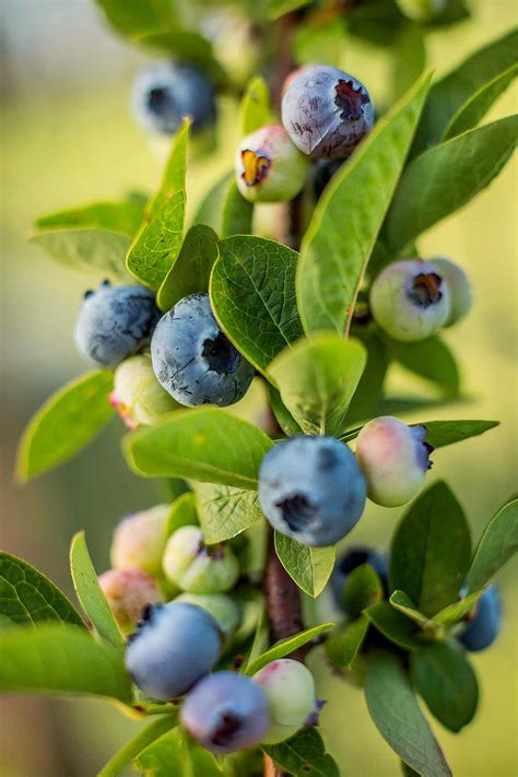 10 Fast Growing Fruits That Are Easy To Care For Too Better Homes