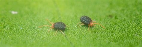 How To Get Rid Of Clover Mites In 4 Easy Steps Diy Clover Mite Control