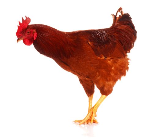 Cute Chicken Png Hd Transparent Cute Chicken Hd Png Images Pluspng