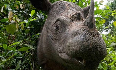 Sumatran Rhino279135 Photos Wwf