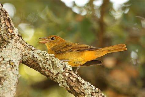 Summer Tanager On Tree Branch Free Stock Photo Public Domain Pictures