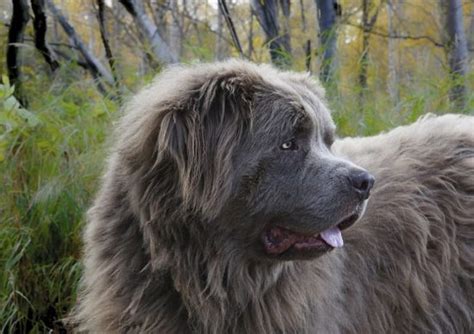 8 Big Dog Breeds Who Are Actually Big Lap Dogs