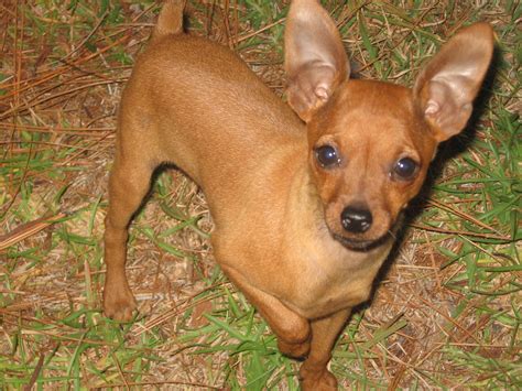 Min Pin Puppy This Is One Of Are Past Min Pin Puppies Redckennels
