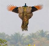 Pictures of Can Peacocks Fly