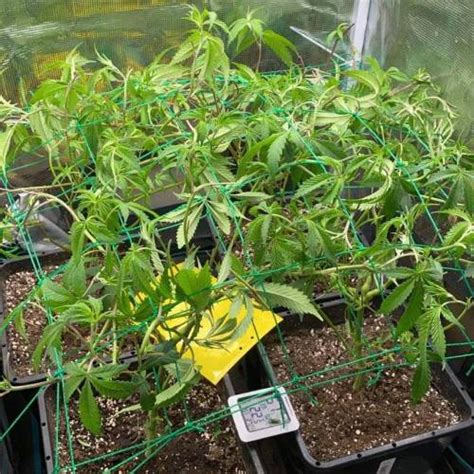 In House Genetics Platinum Kush Breath Remix Grow Journal By Taxfr33 Growdiaries