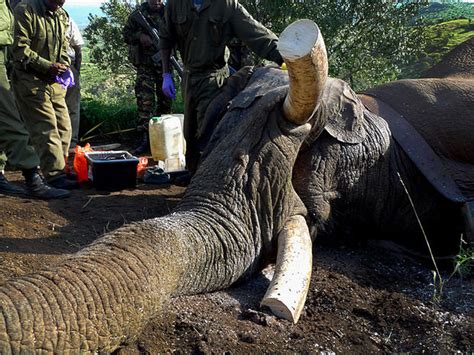 Kenya Blood And Ivory Elephant Poaching In Kenya Cbs News
