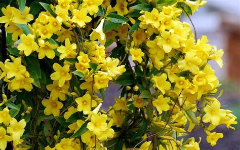 Buy Yellow Carolina Jasmine Vine Online From Wilson Bros Gardens