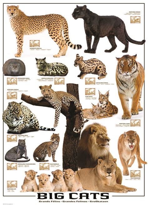 Eurographics Big Cats 1000 Piece Puzzle 13 Species Of The Largest