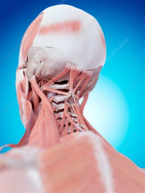 Human Neck Muscles Neck Muscles Body Anatomy Human Anatomy And
