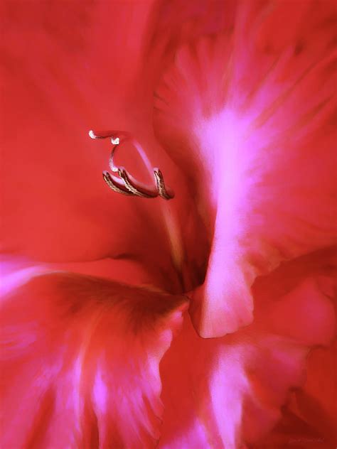 Red Dragon Gladiola Flower Photograph By Jennie Marie Schell Pixels