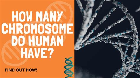 How Many Chromosome Do Human Have Youtube