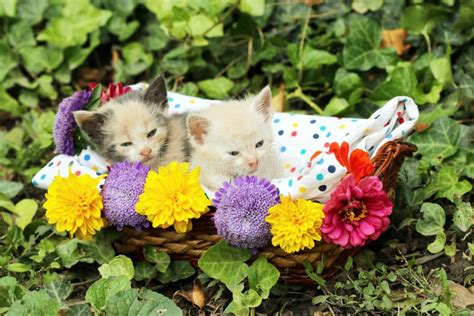 Cute Kittens In Basket Stock Photo Image Of Cute Outside 44624006