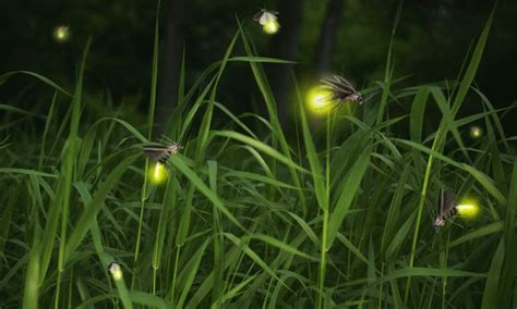Top 5 Interesting Facts About Lightning Bugs Or Fireflies