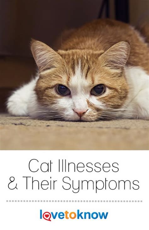 The World Of Cat Illnesses Is Vast With Several Conditions Sharing