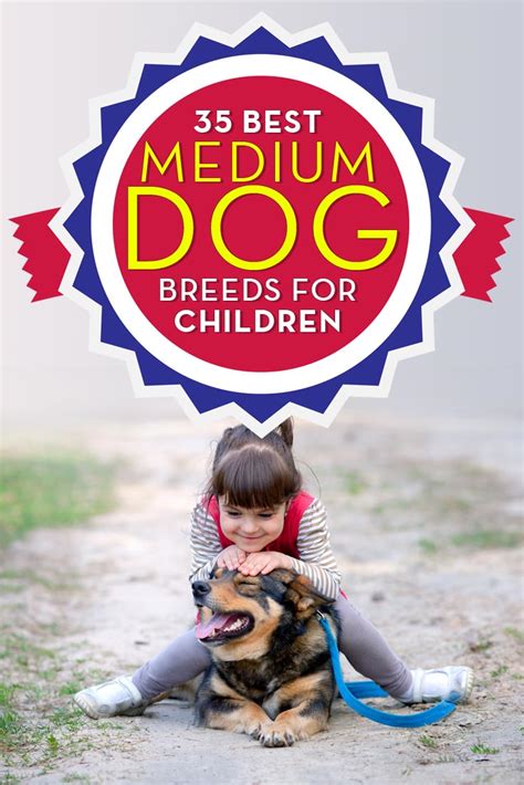 35 Best Medium And Small Dogs For Kids Top Dog Tips
