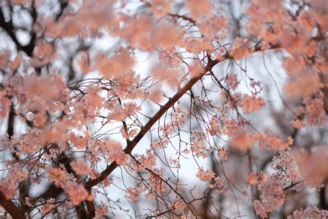 Wallpaper Japan Winter Branch Frost Cherry Blossom Spring Tokyo