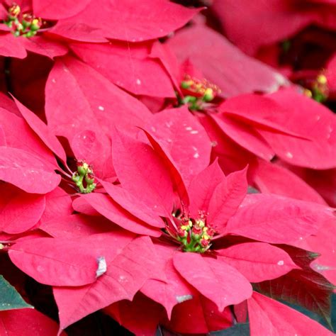 Poinsettia After Blooming How To Make It Red Again