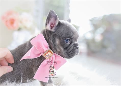 Bianco is very cute,tiny,fluffy,and so sweet,friendly if you are looking for a top quality teacup puppy, we are the one you should ask. Frenchie Puppies For Sale | Teacup Puppies & Boutique