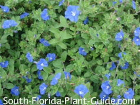 You can grow them in part shade or full sun, but no matter where. Flowering Perennials for South Florida