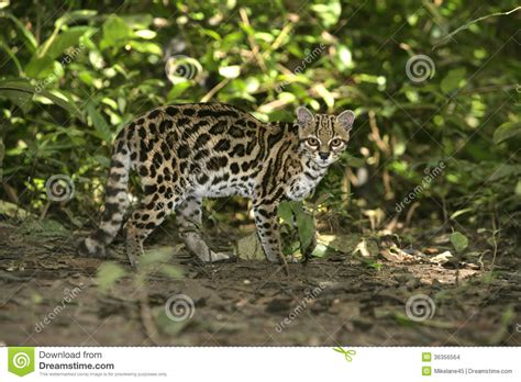 Margay Or Tiger Cat Or Little Tiger Leopardus Wiedii