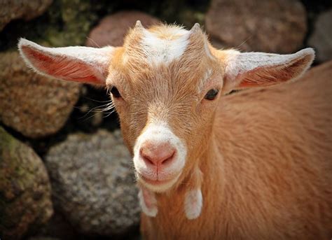 4000 Free Goat And Animal Images Pixabay