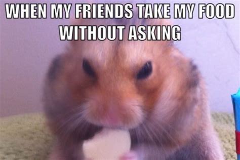 45 Funniest Hamster Memes Haileys Hamsters