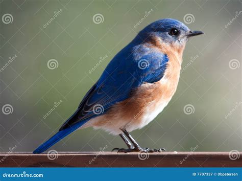 Blue Bird Profile Stock Image Image Of Blue Profile 7707337