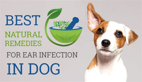 What Is A Natural Remedy For Ear Mites In Dogs