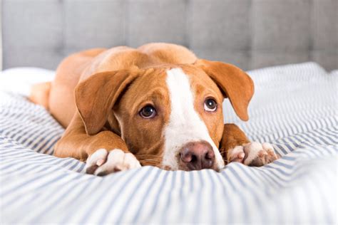 Bloat Or Gdv In Dogs Symptoms Causes Treatments And Prevention