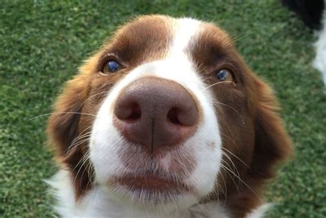 Maybe you would like to learn more about one of these? 21 Cute Brown Border Collie Pics That Will Cheer You Up ...