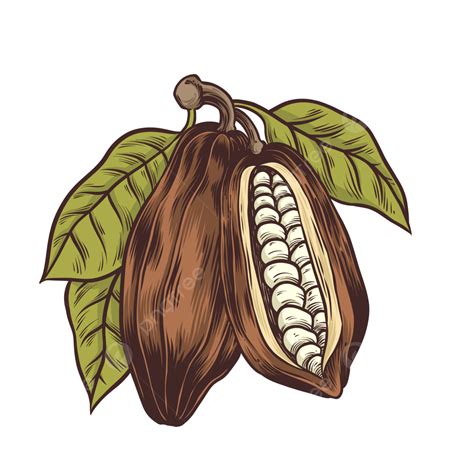 Dibujo De Frutas Cacao Arte Lineal Png Dibujos Dibujo De Frutas Grano
