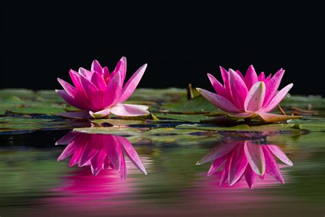 1920x1200 Nature Flowers Water Lilies Plants Wallpaper