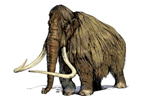 Los últimos Mamuts De Alaska Murieron De Sed Hace 5600 Años Noticias