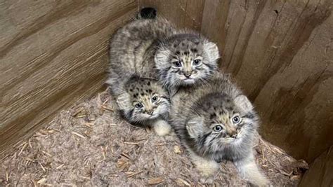 Pallas Cat Kittens Now On Display At The Birmingham Zoo