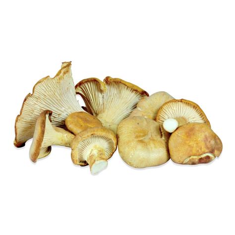 Fresh Chanterelle Mushrooms All Mushroom Info