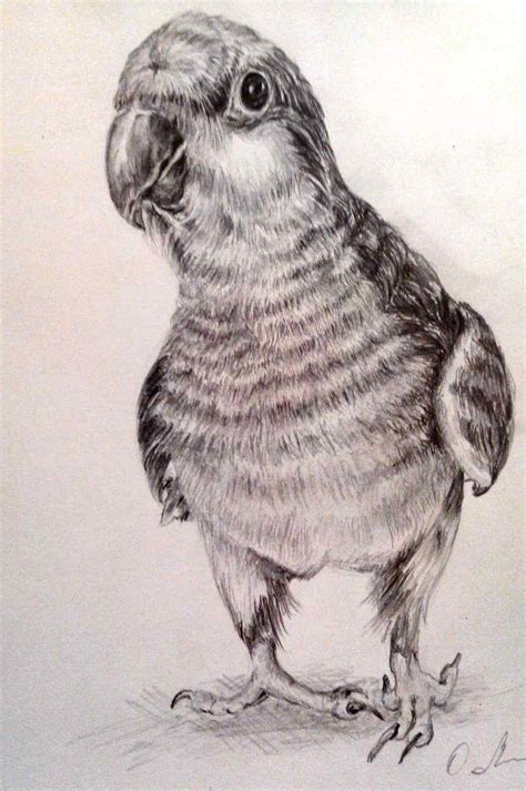 животные рисунок карандашом мои рисунки Рисунки животных Эскизы