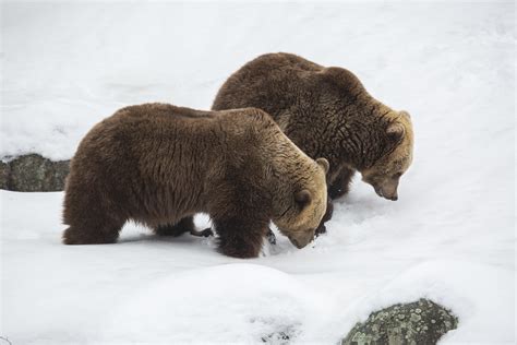 bears hibernation has ended photo annika sorjonen 2021 … flickr