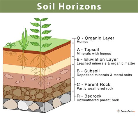 Soil Horizons Definition Features And Diagram