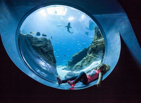 Georgia Aquarium Takes Their Certified Autism Center Designation To